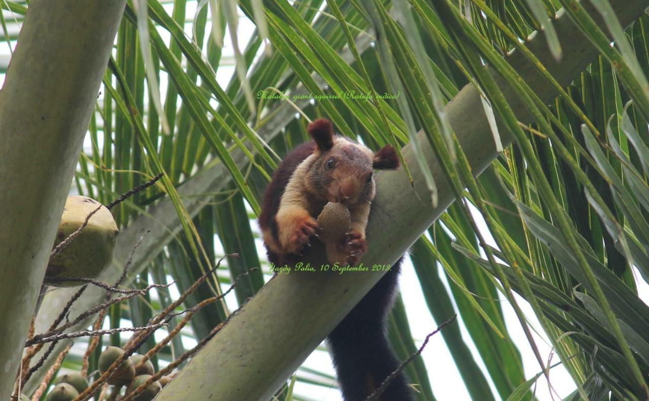 Woodside Homestay Wayanad Batheri Buitenkant foto