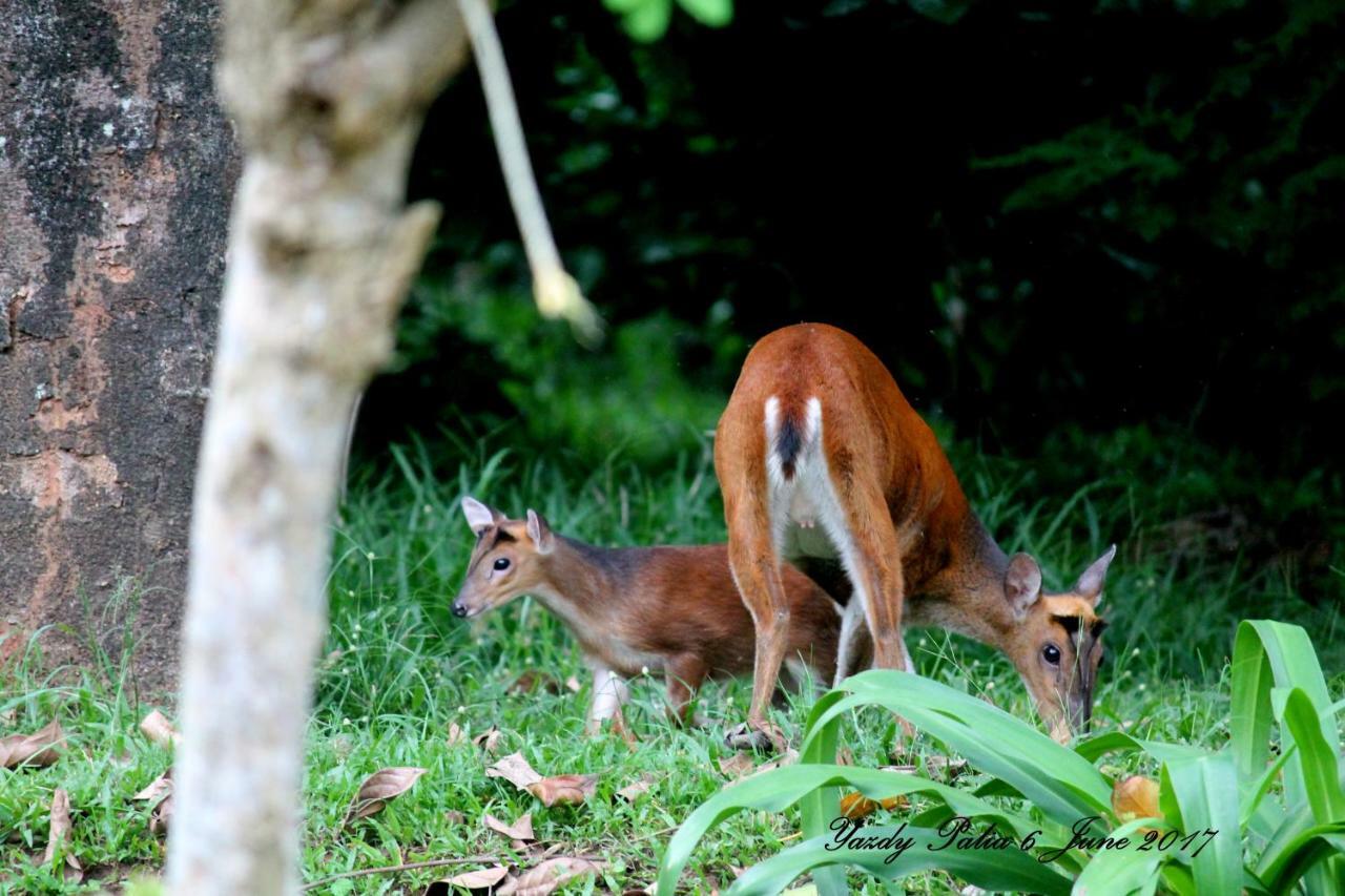 Woodside Homestay Wayanad Batheri Buitenkant foto