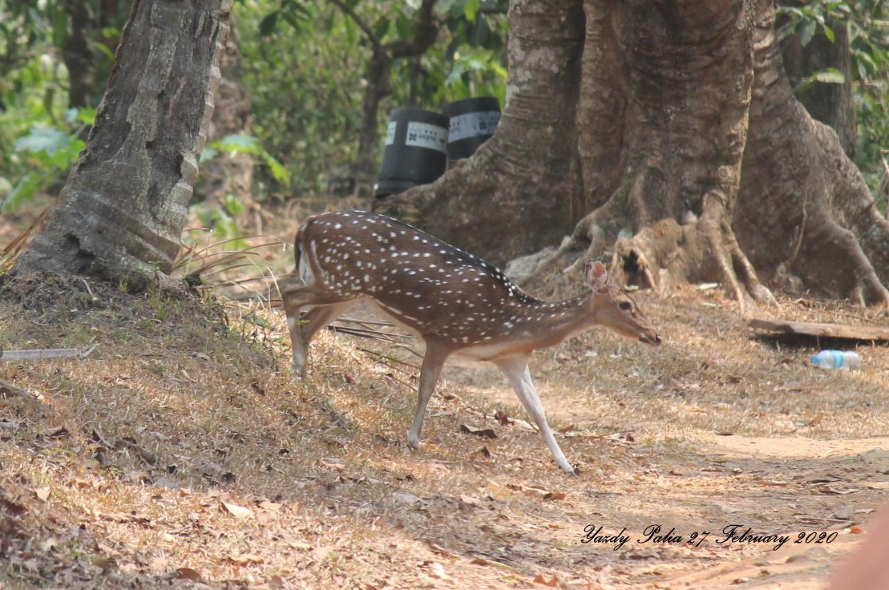 Woodside Homestay Wayanad Batheri Buitenkant foto