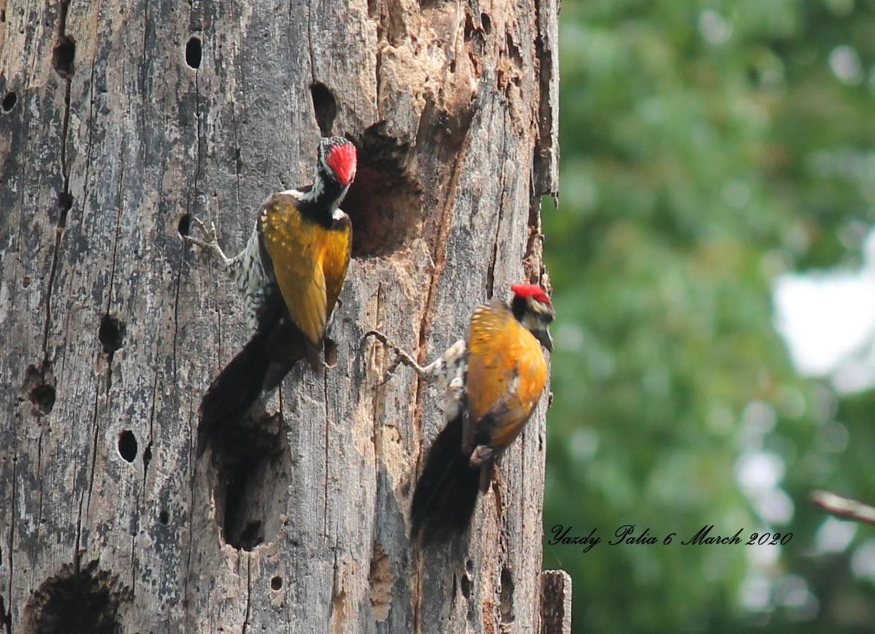 Woodside Homestay Wayanad Batheri Buitenkant foto