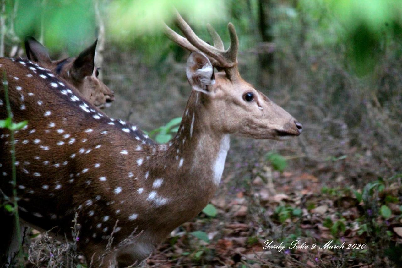 Woodside Homestay Wayanad Batheri Buitenkant foto