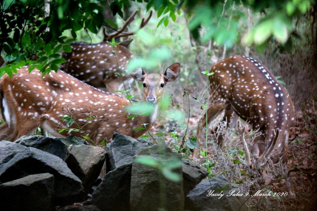Woodside Homestay Wayanad Batheri Buitenkant foto